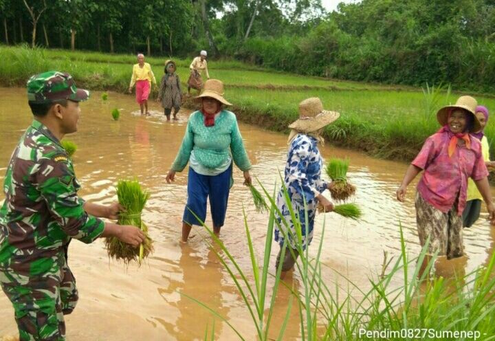 Gandeng Petani, Babinsa Koramil Dasuk Wujudkan Ketahanan Pangan Nasional