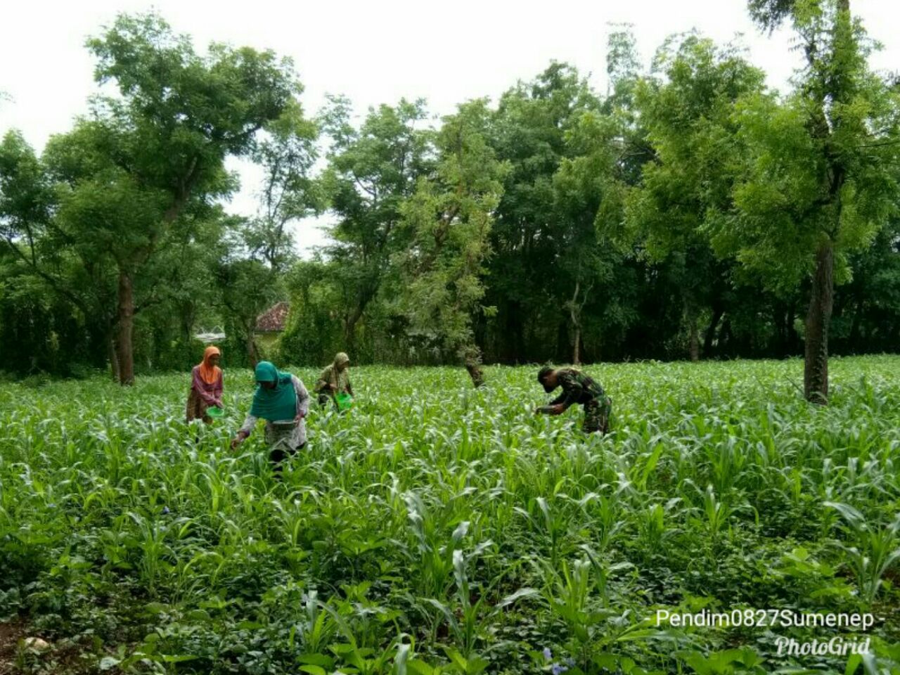 Dibantu Koramil Giligenting, Poktan Potre Koneng Lakukan Pemupukan Jagung