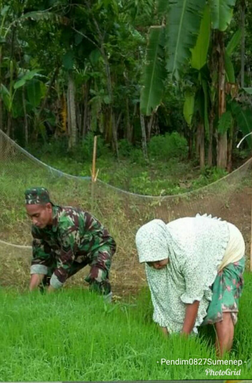 Penyemaian Padi: Babinsa Koramil 0827/20 Sapudi Bantu Warga Binaan