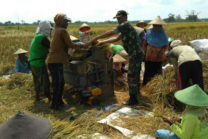 Babinsa Koramil 0811/05 Rengel Tak Lelah Bantu Petani