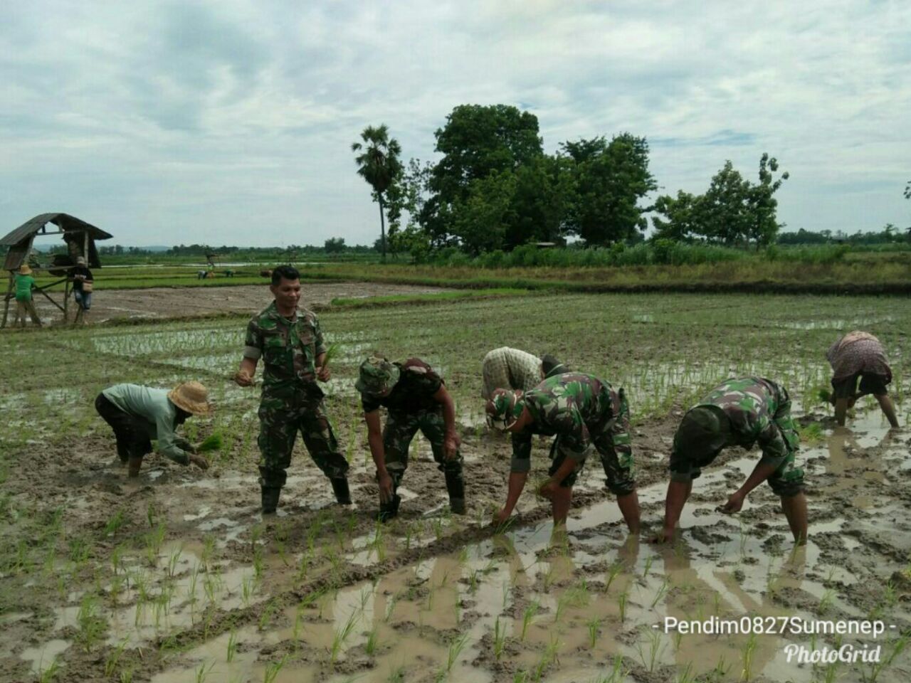 Battituud dan Ka. UPT Pertanian Saronggi Tanam Padi