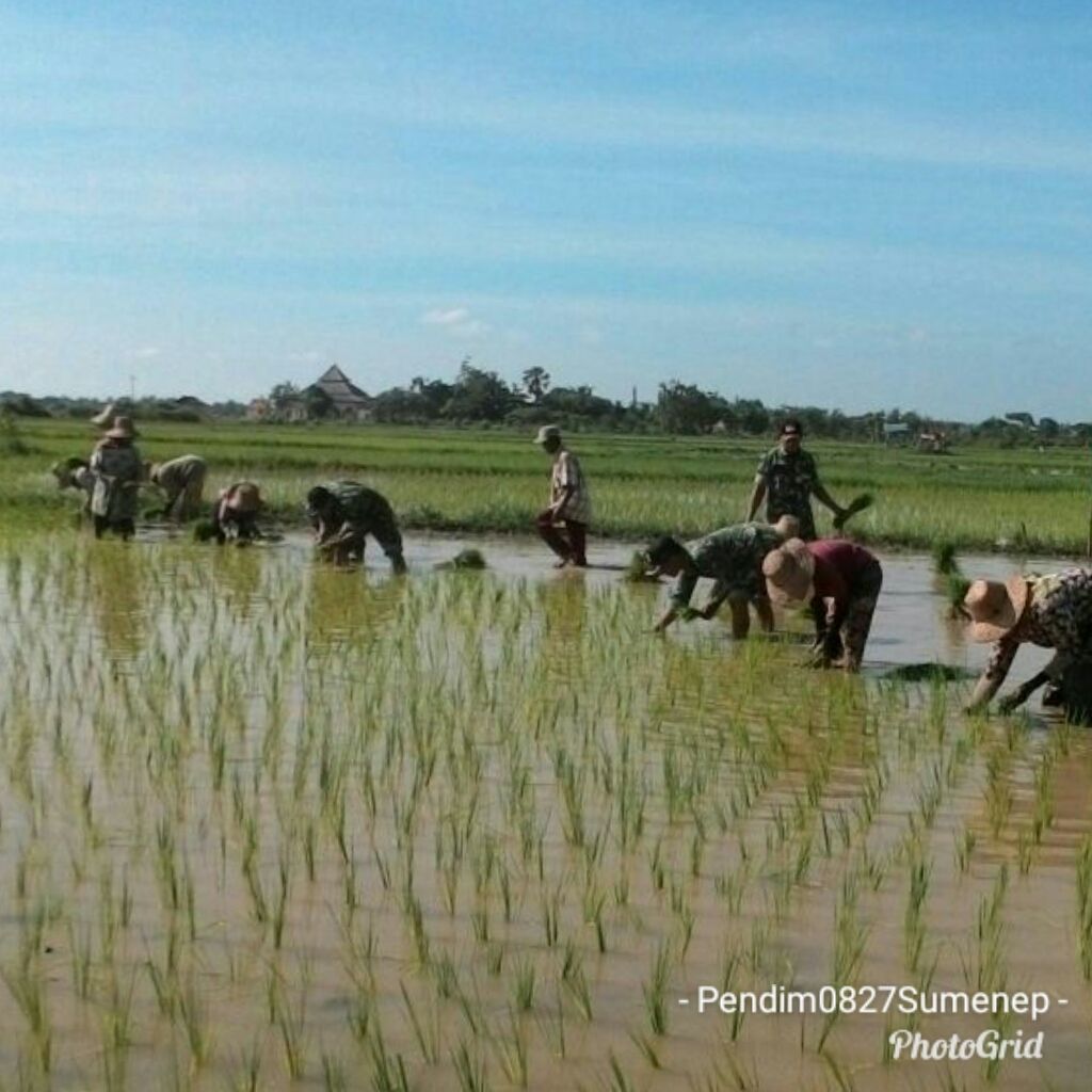 Genjot Produktifitas Panen, Batituud dan Babinsa Kalianget Bantu Tanam Padi