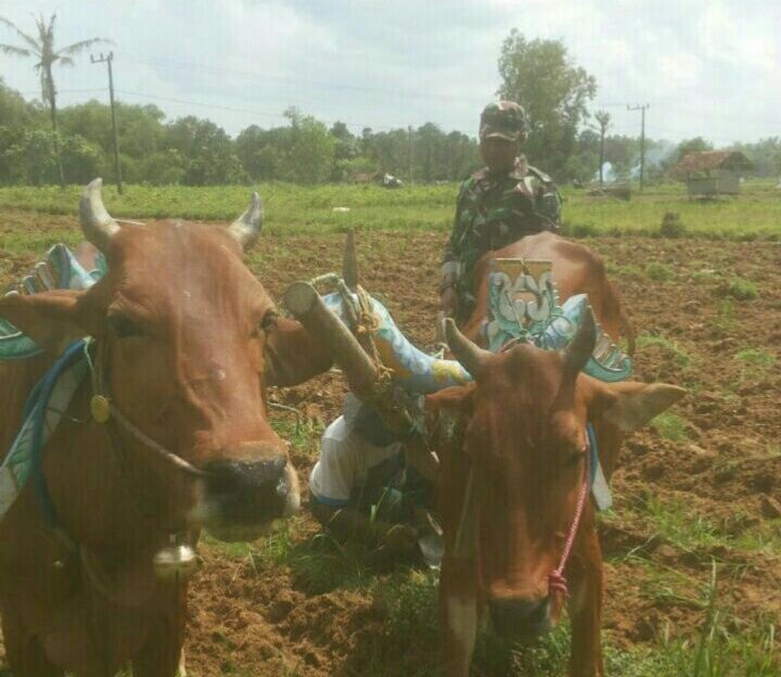 “Nyingkal” Alat Bajak Tradisional, Wujudkan Ketahanan Pangan Nasional