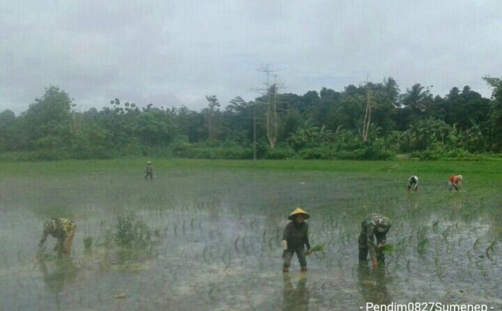 Pendampingan Upsus Tanam Padi Babinsa Koramil 0827/19 Kangean