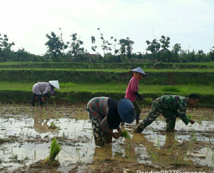 Kepedulian Babinsa Kangean Sertu Eko Kepada Petani Padi