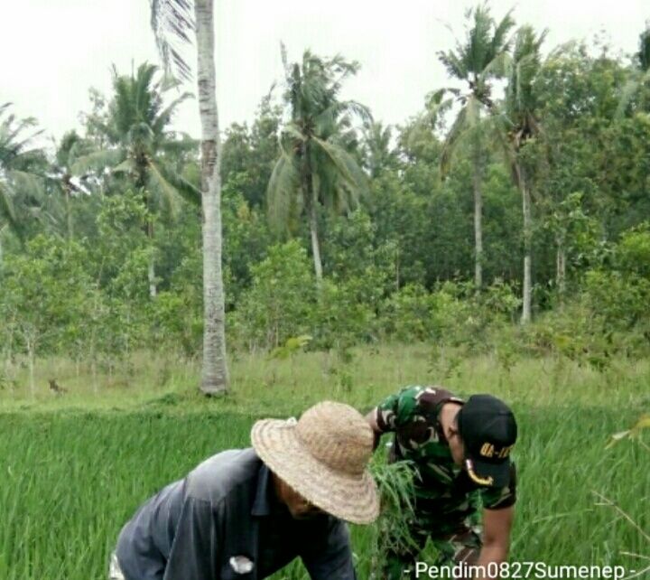 Tak Kenal Hari Libur, Babinsa Koramil 11/Pasongsongan Tetap Semangat Bantu Petani