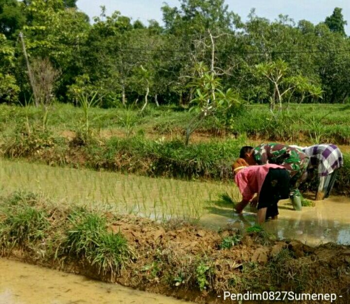 Warga Tanam Padi Didampingi Babinsa 0827/12 Dasuk