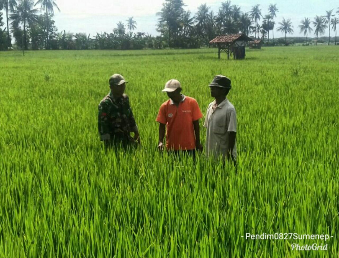 Melalui Pengecekan Tanaman Padi, Ternyata Ini Yang Diharapkan Babinsa