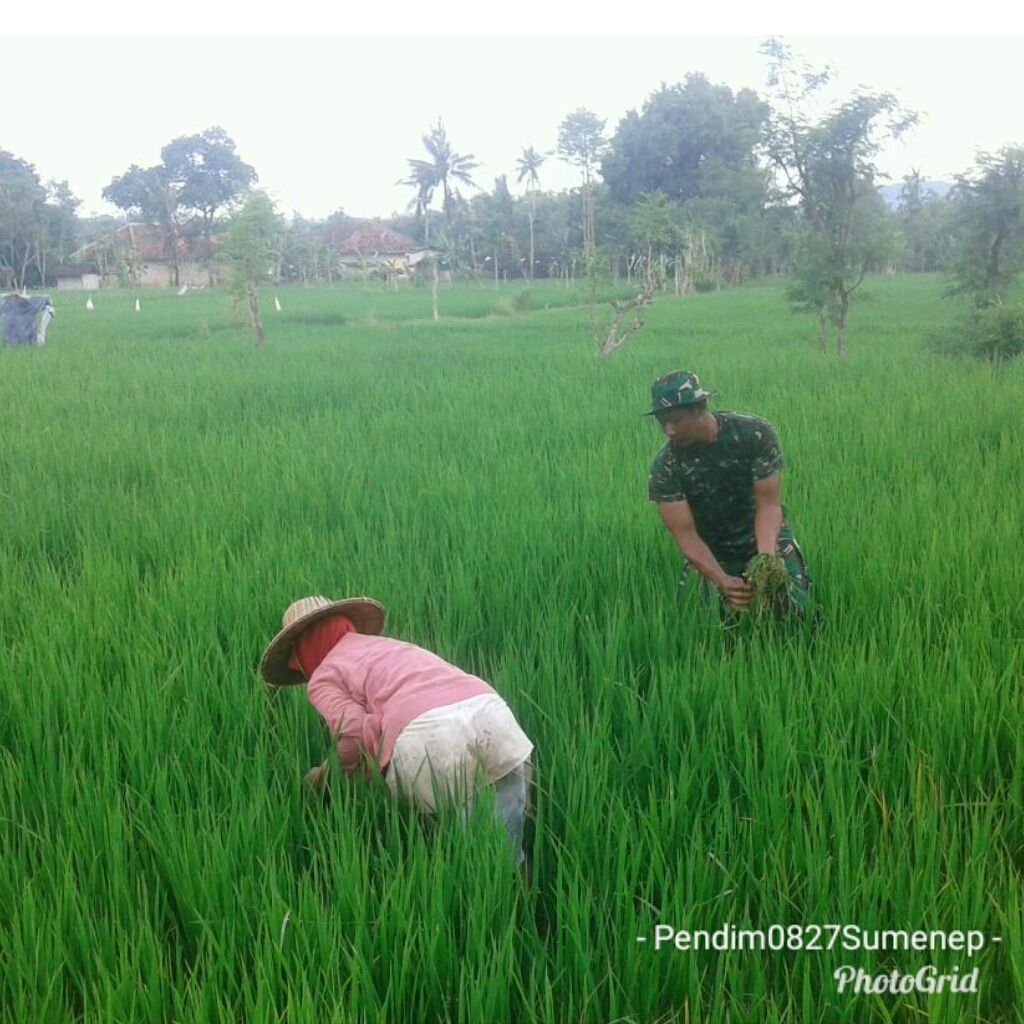 Wujudkan Ketahanan Pangan, Anggota Ramil 0827/15 Batuputih Bantu Warga Cabuti Rumput