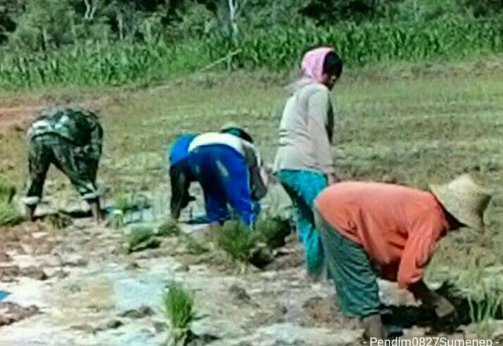 Pendampingan Penanam Padi Serta Pengawasan Oleh  Babinsa Ramil Dasuk