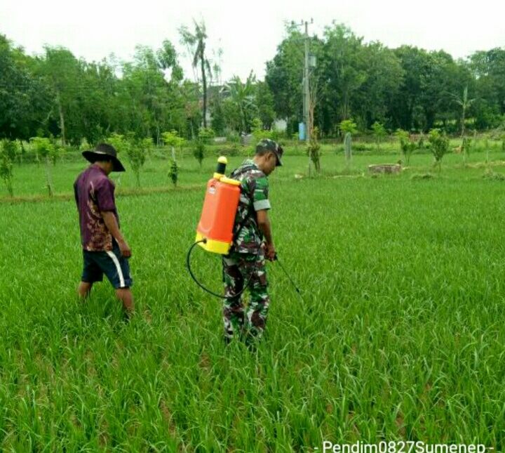 Babinsa Koramil 0827/12 Dasuk Bantu Penyemprotan Poktan “Tunas Jaya”