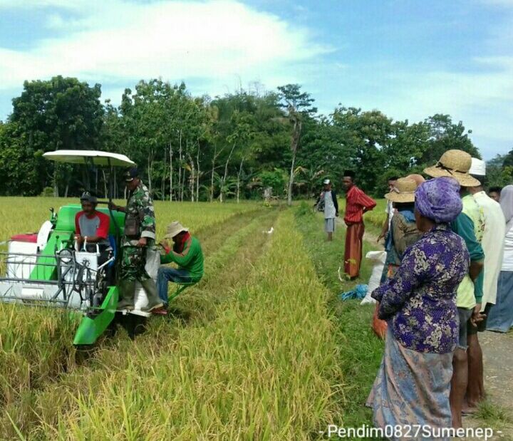 Sertu Saptrianto Bantu Panen Padi Pakai Alat Modern Combine Harvester
