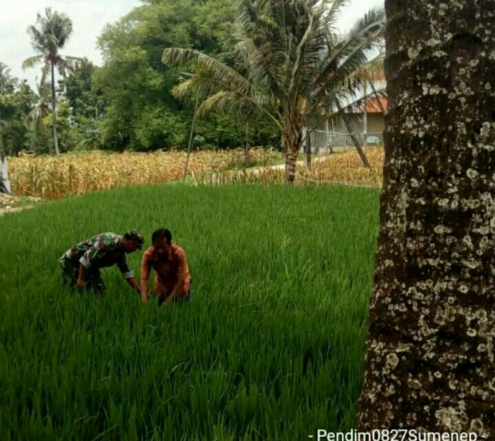 Upaya Khusus Babinsa 0827/06 Saronggi Untuk Mewujudkan Ketahanan Pangan