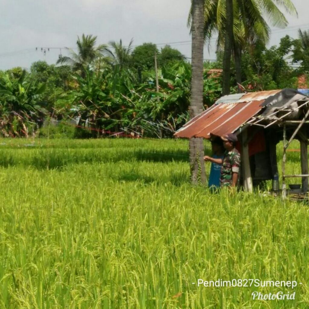 Babinsa Desa Pakamban Laok Bantu Petani Halau Burung