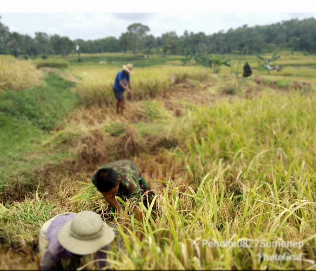 Sukseskan Program Swasembada Pangan, Babinsa Batuputih Bantu Poktan “Kelapa Hijau” Panen Padi