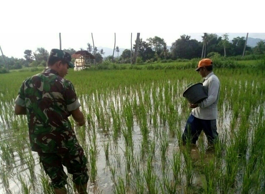 Percepat Pertumbuhan Padi Babinsa Ramil 0827/07 Guluk-guluk Bantu Pemupukan