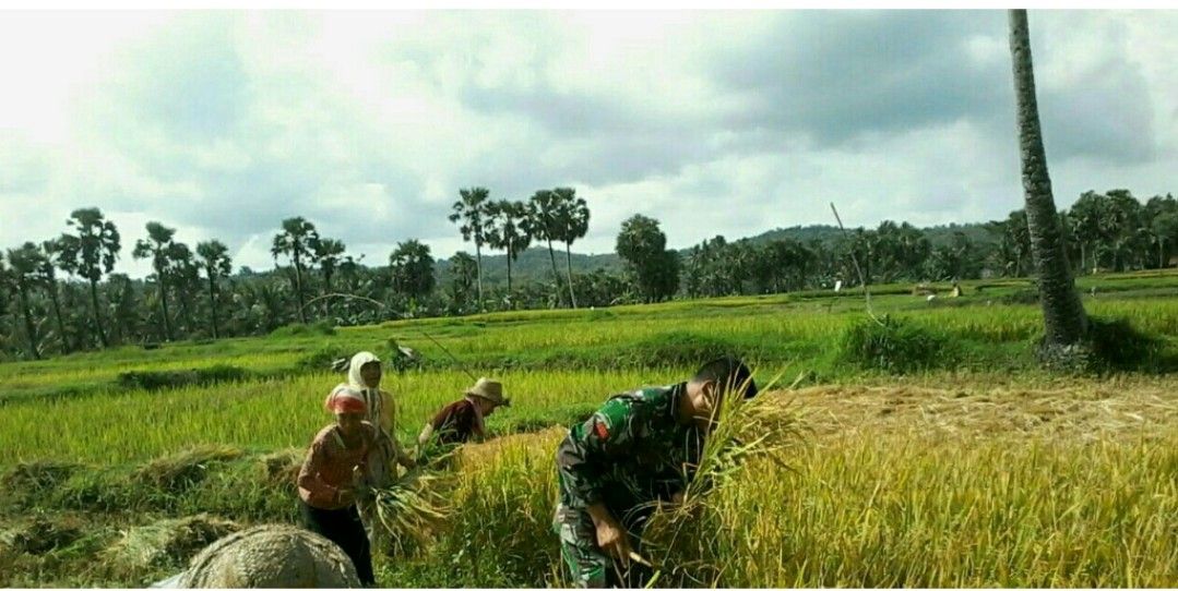 Anggota Babinsa Ramil Batang-batang Bersama Petani Desa Tamidung Panen Padi