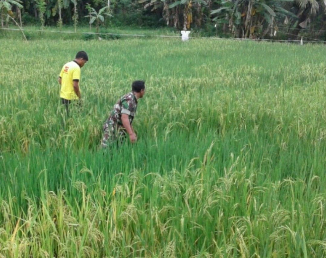 Jaga Kesuburan Jelang Panen, Babinsa Pasongsongan Berikan Arahan Serta Motivasi