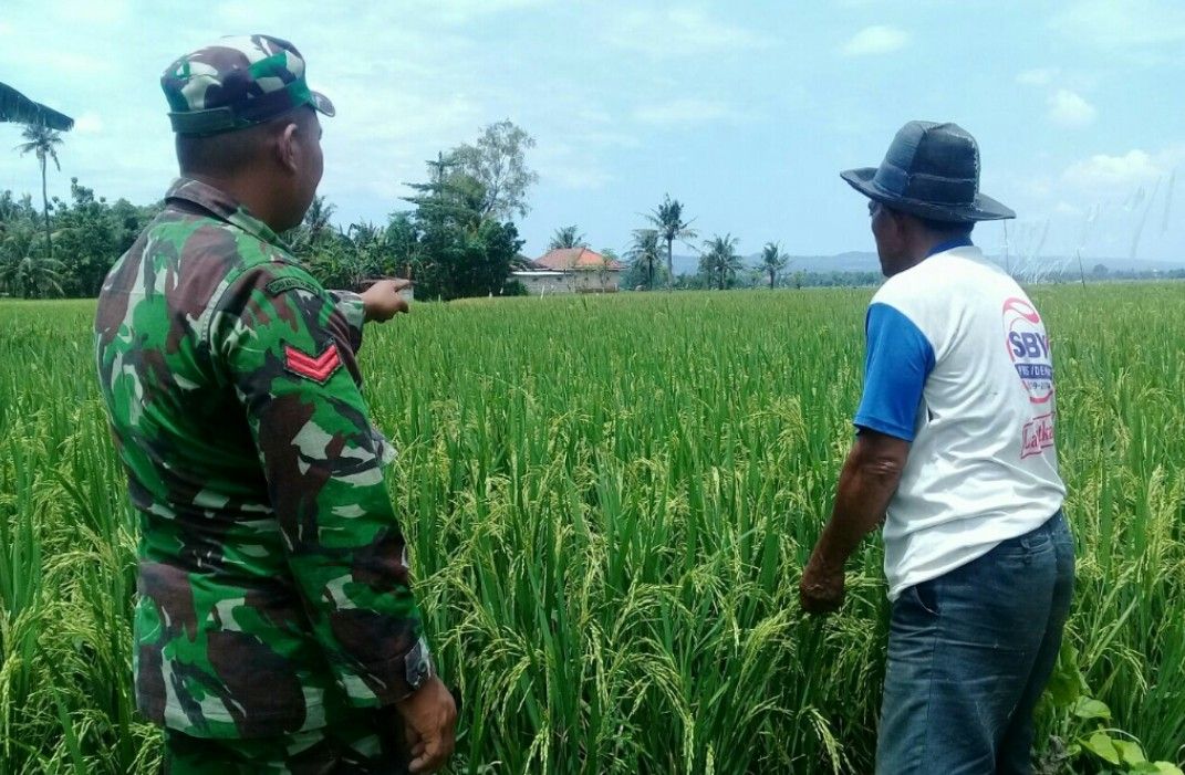 Koptu Imam Lakukan Pengecekan Tanaman Padi  Milik Asnawi Warga Binaan