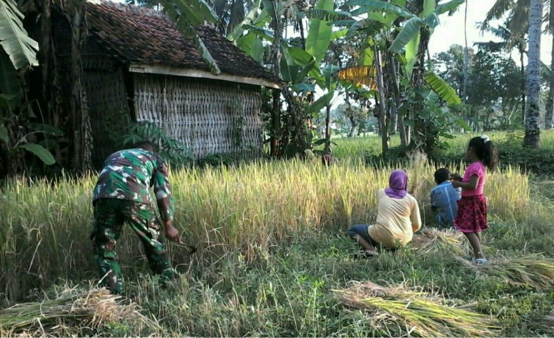 Dibantu Babinsa Tamidung Panen Padi Sukses, Poktan “Mahkota” Tersenyum