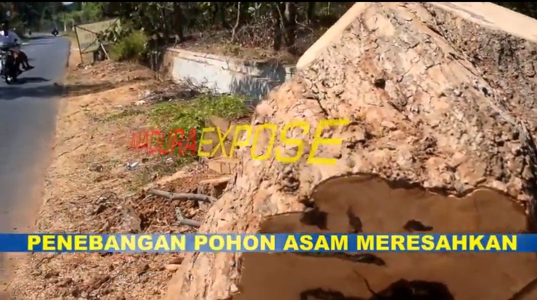 Penebangan Pohon Desa Jabaan, Kec. Manding Sumenep Berbuntut Panjang Penebangan Pohon Desa Jabaan, Kec. Manding Sumenep Berbuntut Panjang