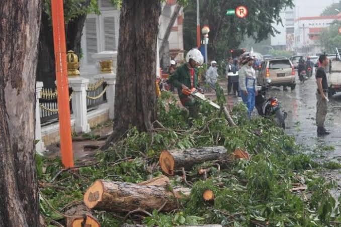 Penebangan Pohon Ratusan Tahun Seizin Pemprov Jatim