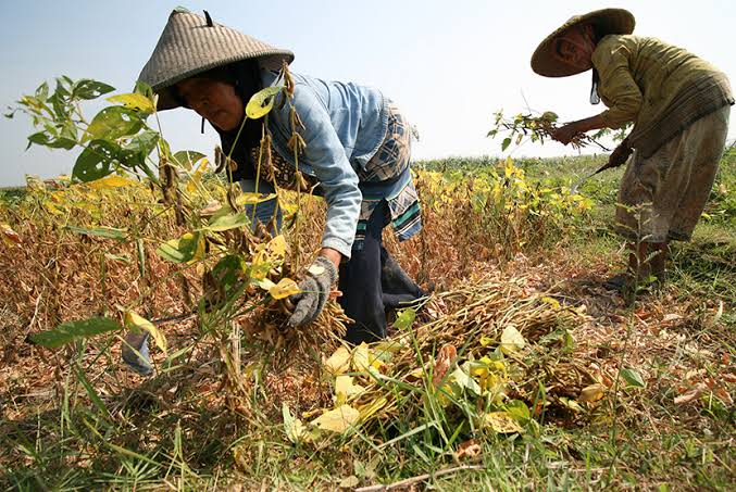 Kementan Genjot Produksi Kedelai,Begini Strateginya