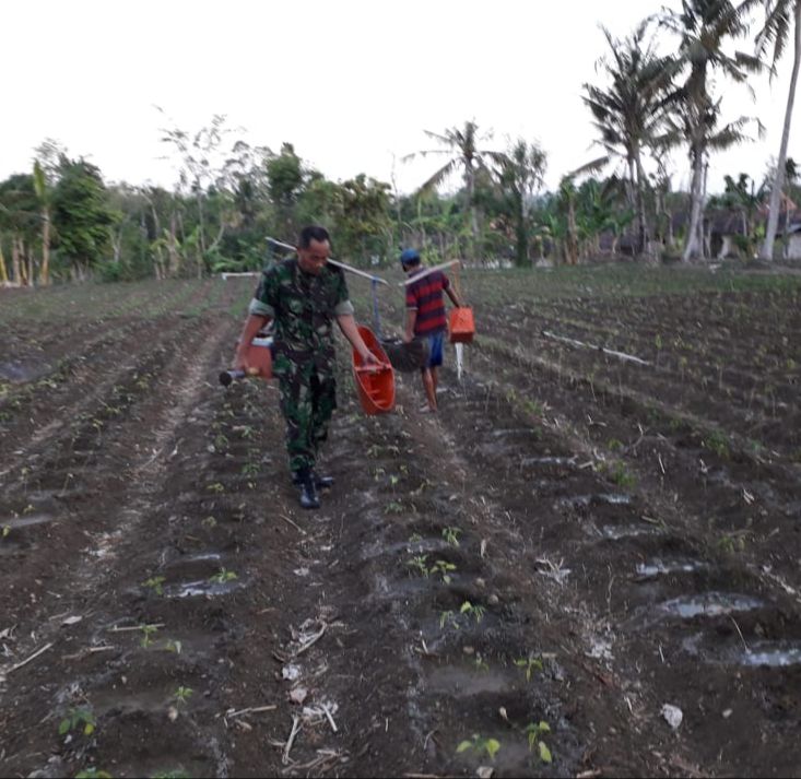 Tingkatkan Produktivitas Pertanian Babinsa Koramil 0827/15 Batuputih Bantu Petani Siram Tanaman Cabai Tingkatkan Produktivitas Pertanian Babinsa Koramil 0827/15 Batuputih Bantu Petani Siram Tanaman Cabai