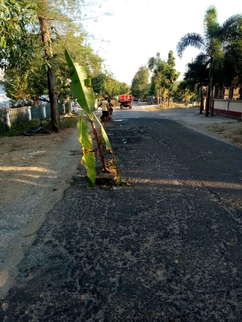Jalan Raya Rusak Parah, Warga Lalangon Tanam Pisang Tengah Jalan