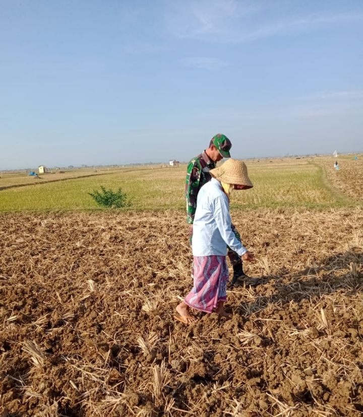 Dukung Program Swasembada  Pangan, Babinsa Ikut Dampingi Petani