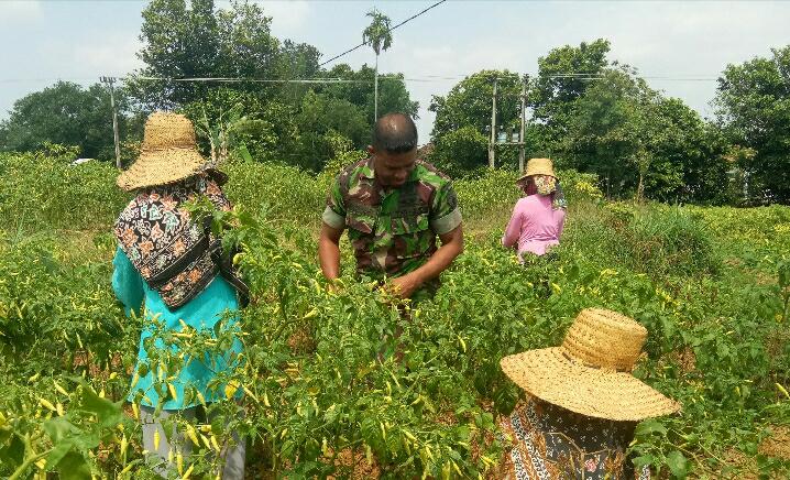Babinsa Koramil 0827/10 Ambunten Membantu Masyarakat Memanen Cabai