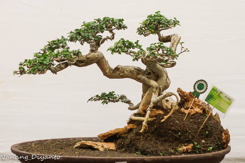 Kolekdol Bonsai dan Kolektor Bonsai