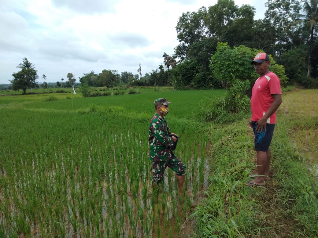 Babinsa Koramil 0827/03 Manding Komsos Dengan Bantu Petani