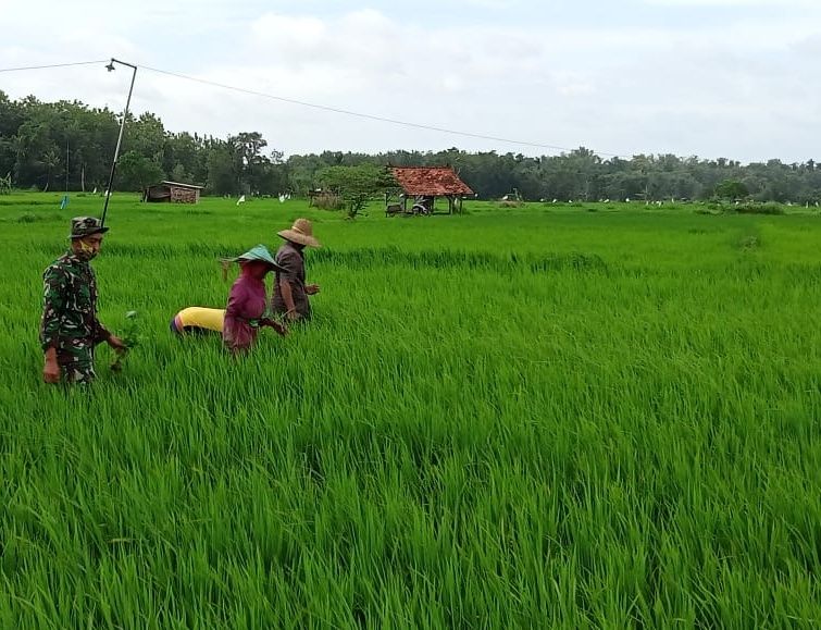 Babinsa Koramil 0827/03 Manding Dampingi Petani Perawatan Padi Babinsa Koramil 0827/03 Manding Dampingi Petani Perawatan Padi