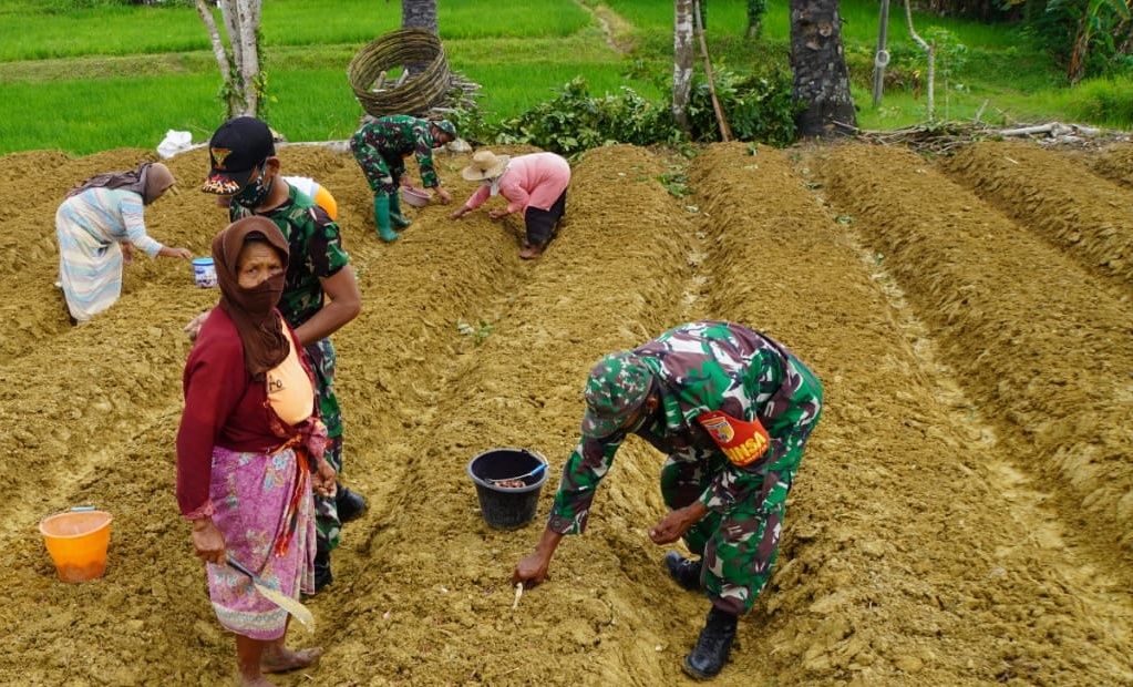 Babinsa Koramil 0827/13 Rubaru Komsos dan Pendampingan Budidaya Bawang Merah Babinsa Koramil 0827/13 Rubaru Komsos dan Pendampingan Budidaya Bawang Merah