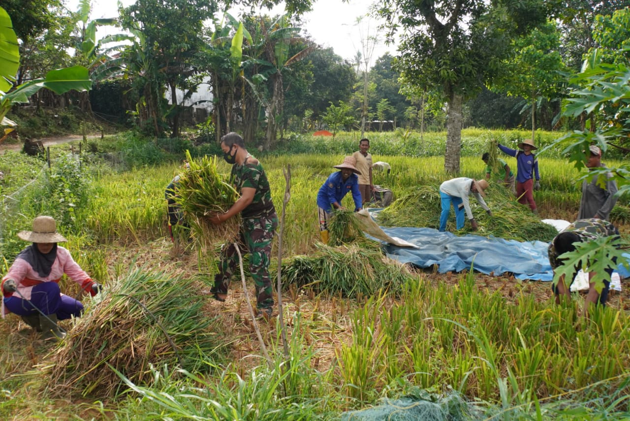 Anggota Satgas TMMD Bantu Masyarakat Panen Padi