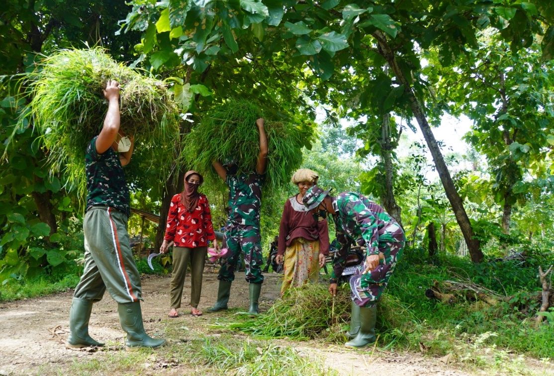 Satgas TMMD ke-110 Bantu Warga Cari Rumput Ternak Sapi