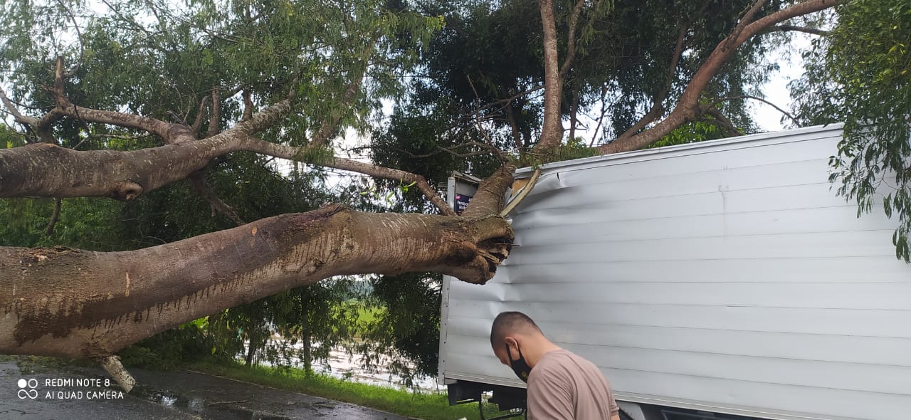 Disapu Puting Beliung, Pohon Asam Tumbang Menindih Truk Box Asal Pamekasan Disapu Puting Beliung, Pohon Asam Tumbang Menindih Truk Box Asal Pamekasan