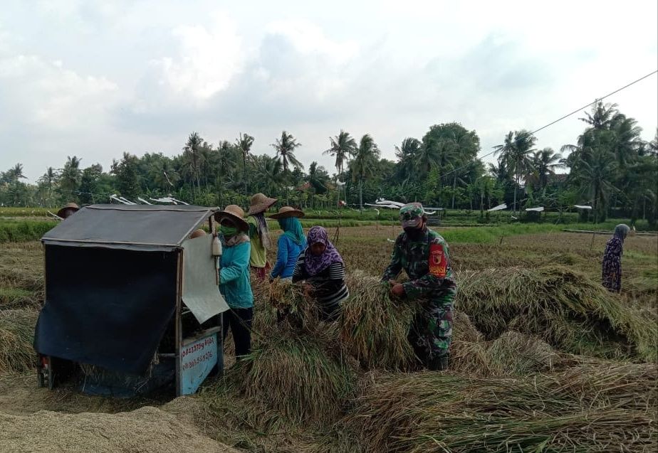 Komsos Dengan Petani, Babinsa Koramil 04 Bluto Bantu Panen Padi