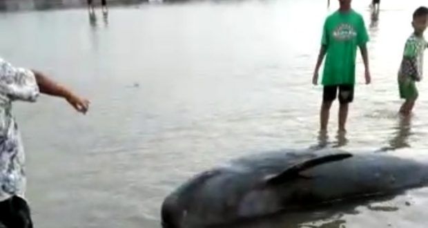 Semoga Bukan Petaka, Puluhan Ikan Paus Gegerkan Warga Madura
