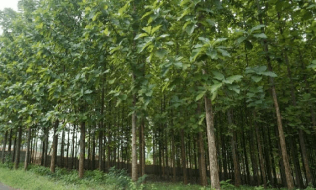 Suara Bayi Ditengah Hutan Jati, Gegerkan Warga Sumenep