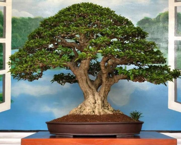 Peserta Kontes dan Pameran Bonsai Dari Tangerang Banten, Tiba di Bandara Trunonojoyo Sumenep