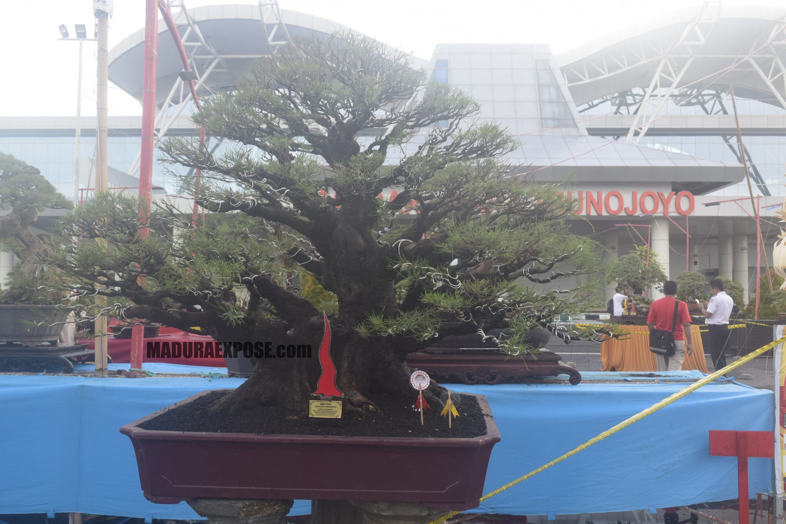 Kontes Bonsai Nasional di Sumenep,Bupati Fauzi: Momentum Mengembalilkan Kejayaan Casuarina equisetifolia