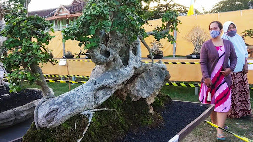 Bupati Sumenep Gelar  Kontes Bonsai Nasional , Momentum Hari Jadi ke 752