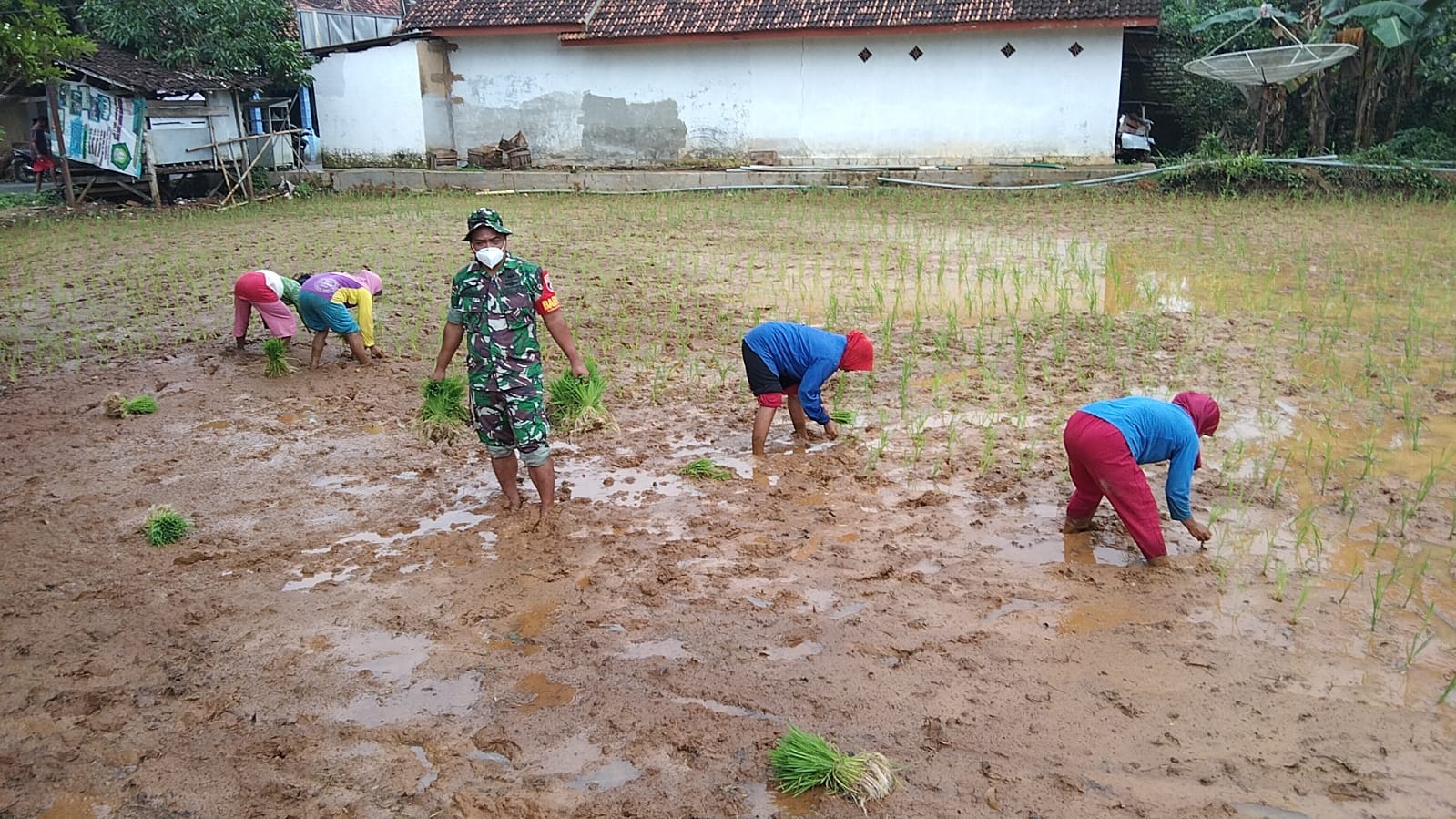 Bentuk Kepedulian Babinsa Terjun Ke Sawah Ikut Tanam Padi Milik Warga