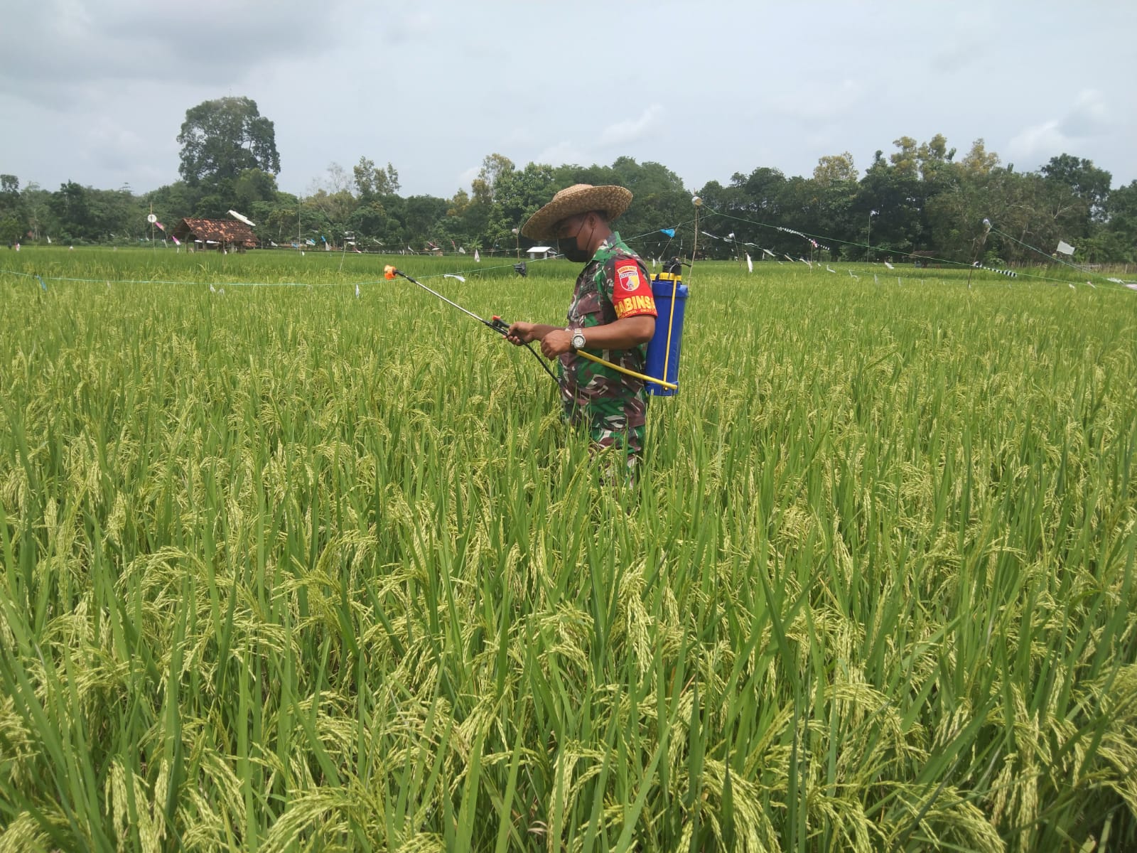Antisipasi Penyebaran Hama Tanamam, Babinsa Rubaru Bantu Petani penyemprotan Padi