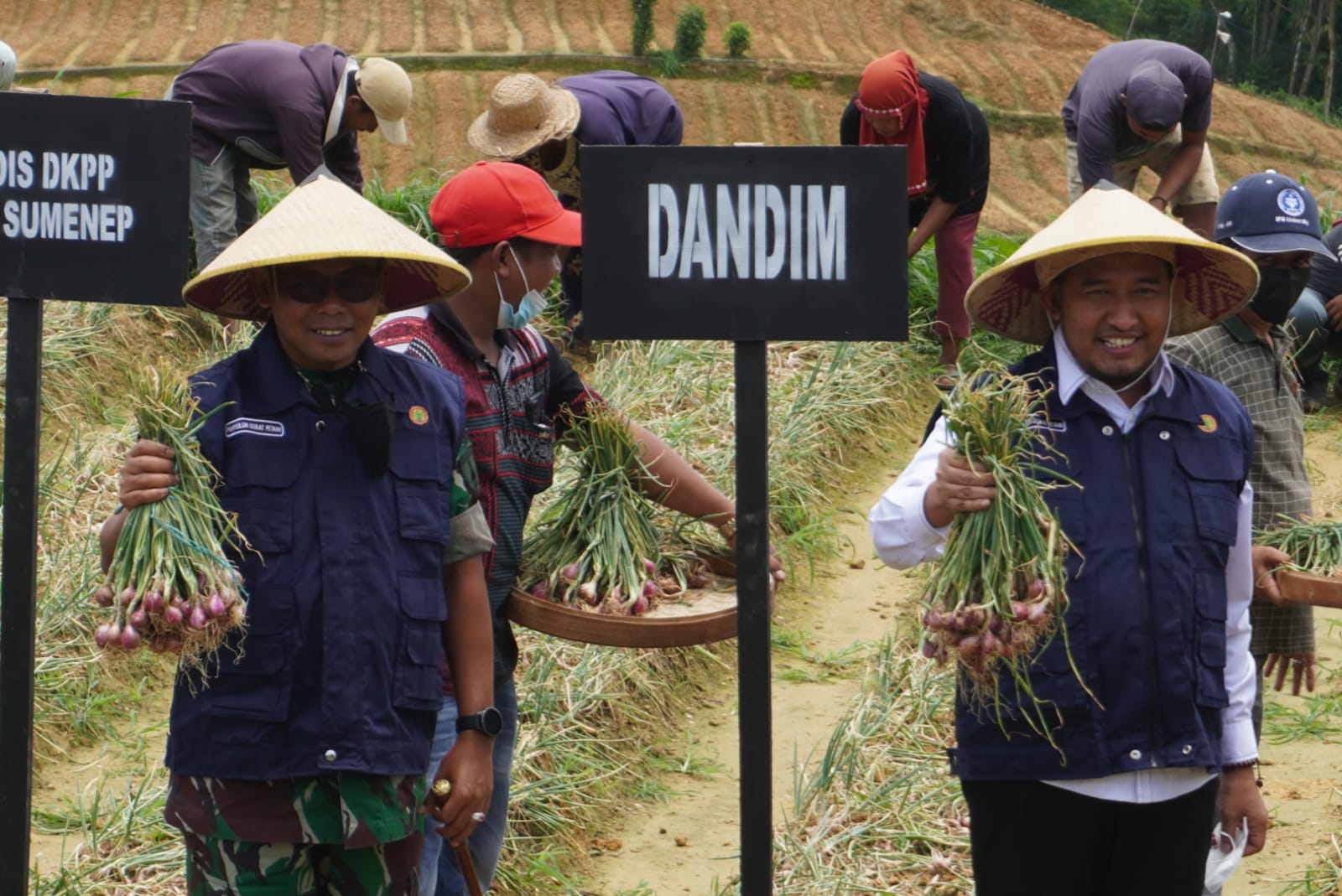 Bupati Fauzi Dan Dandim 0827/Sumenep Panen Raya Bawang Merah Di Desa Basoka