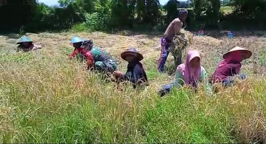 Swasembada Pangan Dilaksanakan Babinsa 0827/21 Raas Demi Pencapaian Maksimal