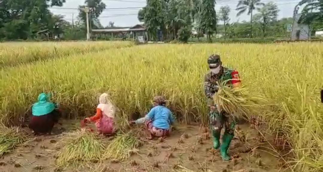 Kodim 0827/Sumenep Turun Lapangan Sukseskan Swasembada Pangan