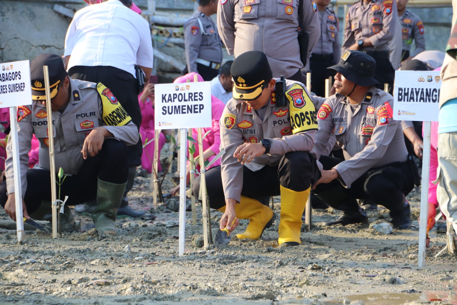 Tanam Mangrove Bersama Kapolres Sumenep